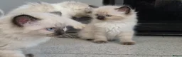 Ragdoll cats for sale: Sky kittens 😸 ♥️  - Advert 13
