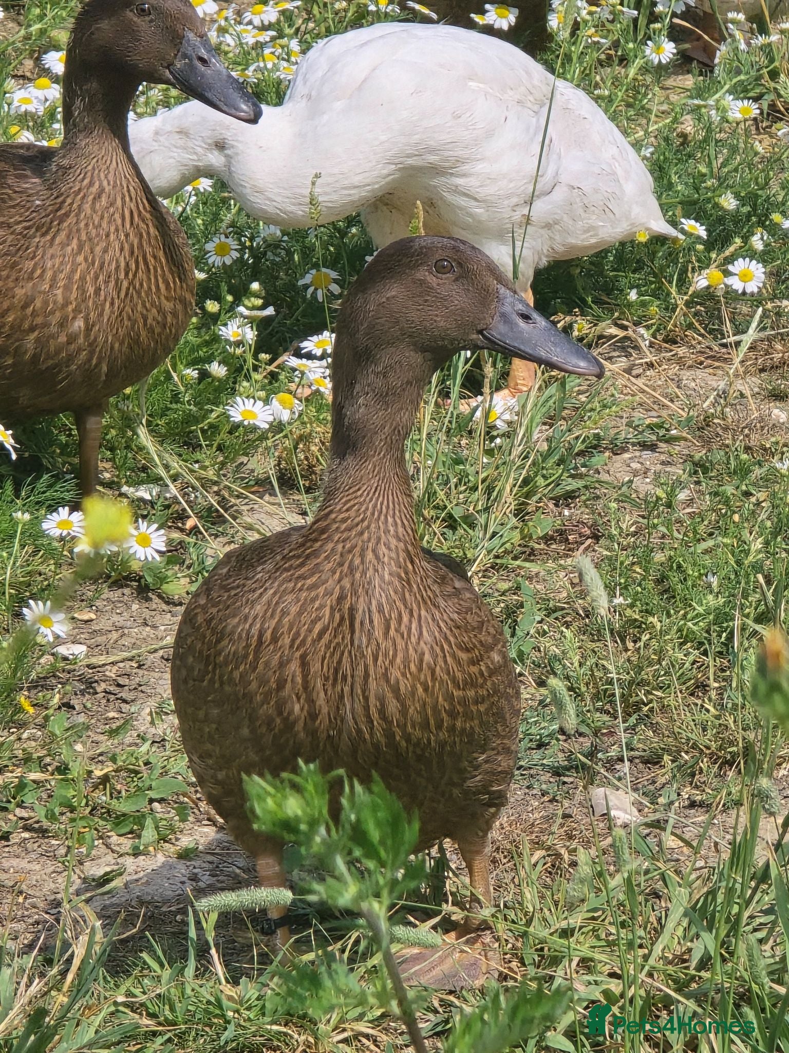 Ducks poultry Khaki Campbell growers - Advert 19