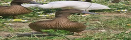 Ducks poultry for sale: Khaki Campbell growers - Advert 6