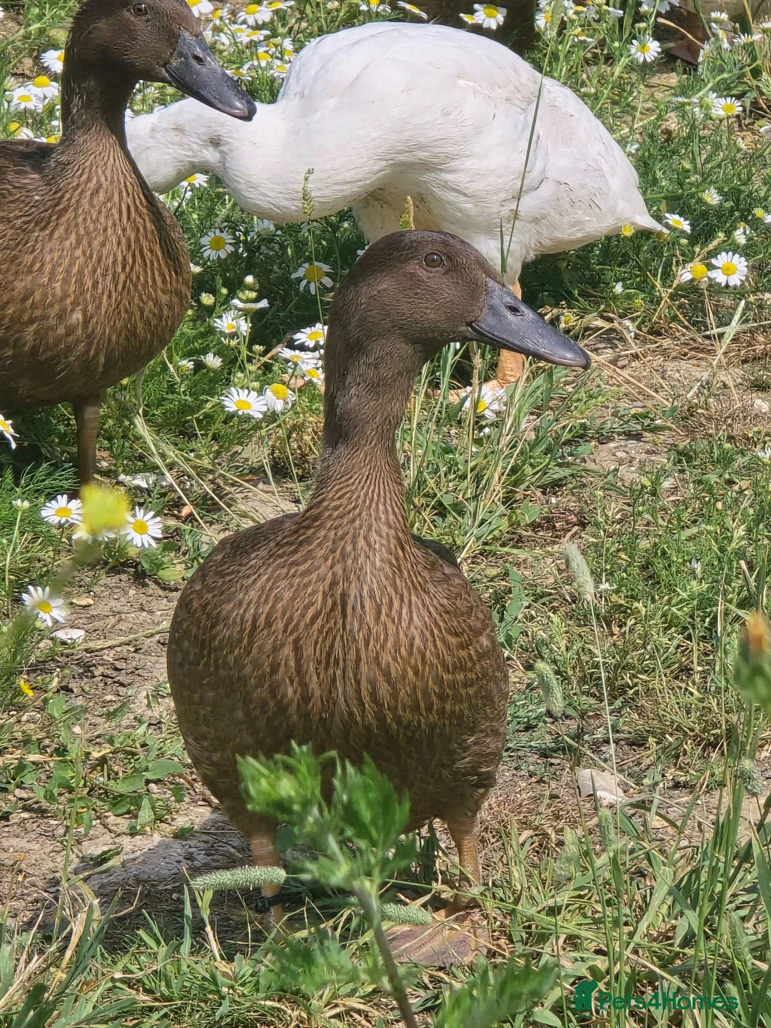 Ducks poultry for sale: Khaki Campbell growers - Advert 1