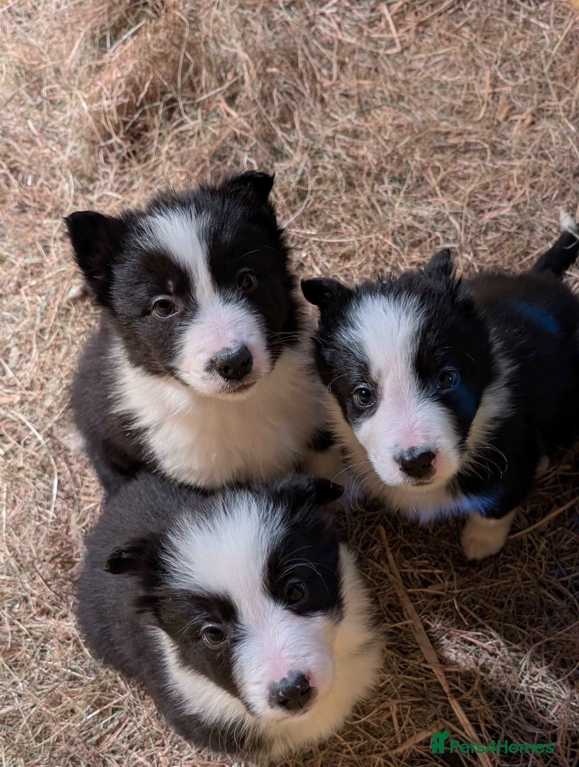 Border Collie dogs Border Collie Pups - Advert 10