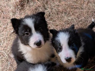 Border Collie dogs Border Collie Pups - Advert 10