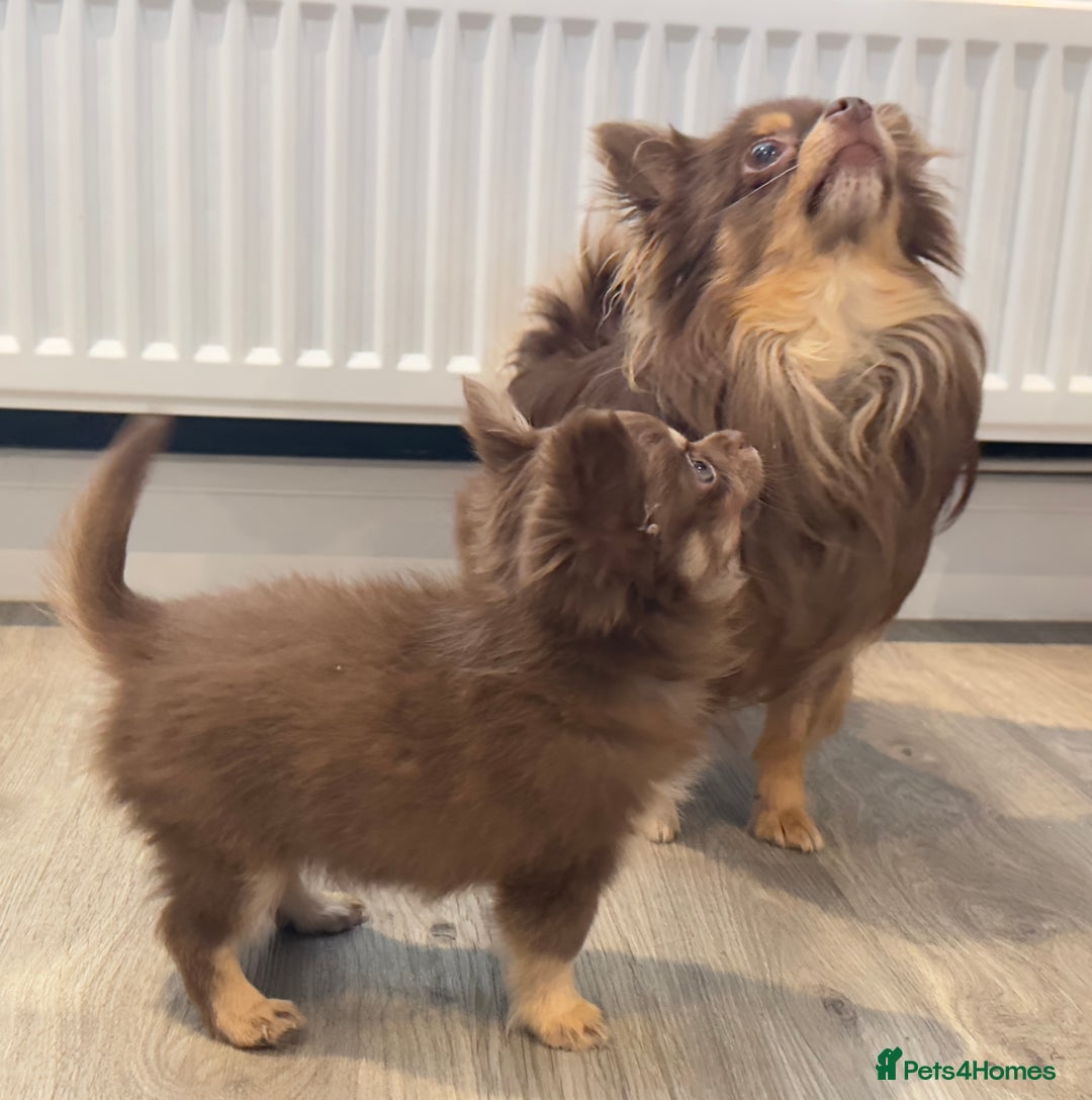 Chihuahua dogs for sale: KC Reg Chocolate and Tan Long-Coat Chihuahua Puppy - Image 8