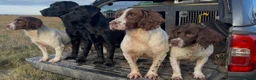 English Springer Spaniel dogs for sale: Kc reg working English springer spaniels  - Advert 11