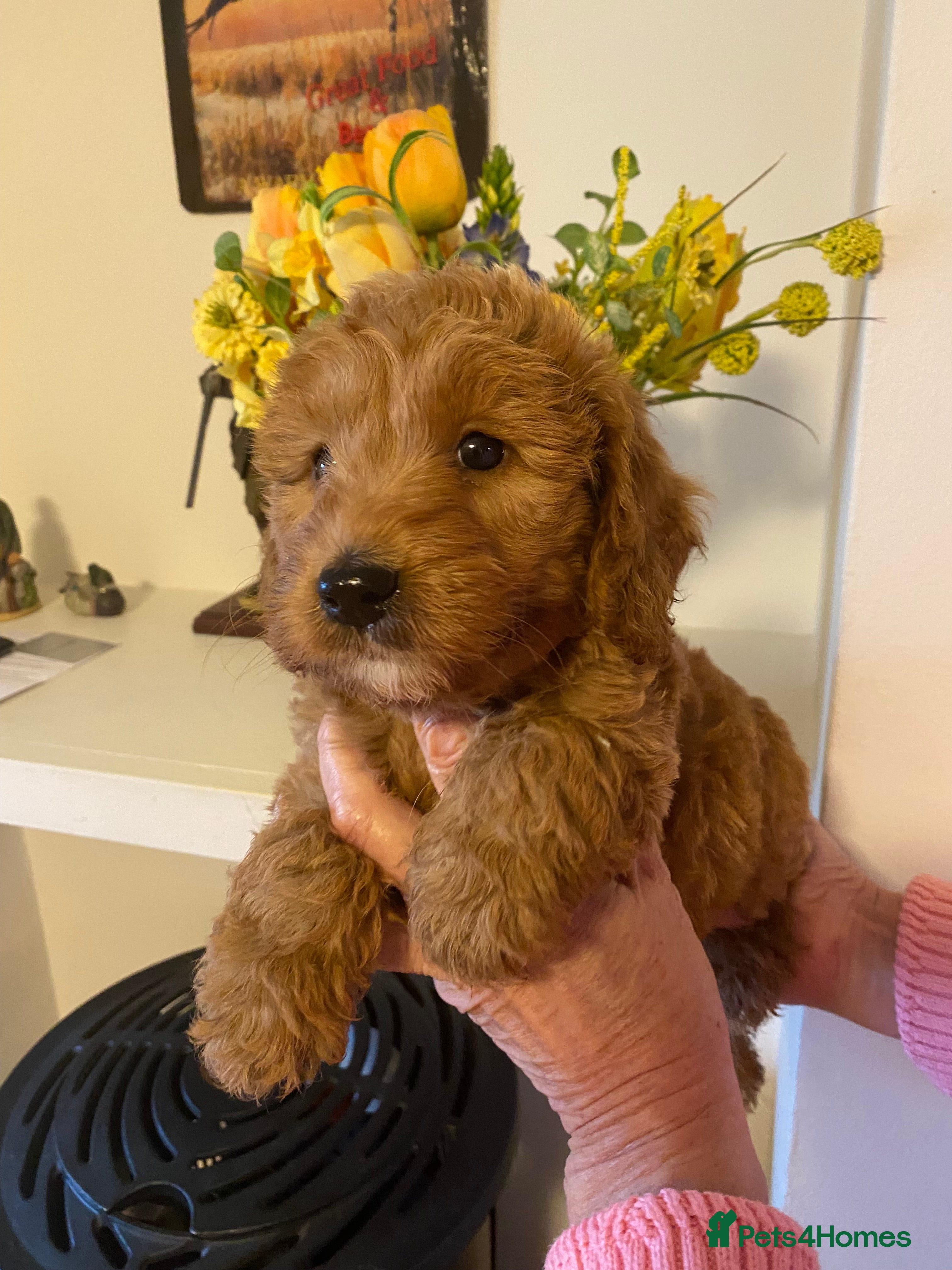 Cockapoo dogs BEAUTIFUL COCKAPOO BOYS - Advert 9