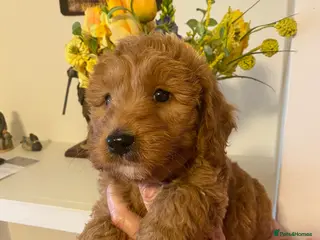 Cockapoo dogs BEAUTIFUL COCKAPOO BOYS - Advert 9