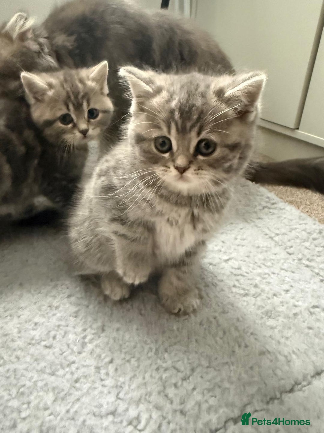 Mixed Breed cats for sale: British long hair  - Advert 8