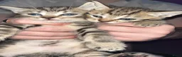 Mixed Breed cats for sale: Cute kittens almost ready for their forever homes - Advert 15