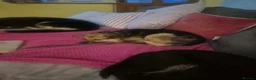 Mixed Breed dogs for adoption: Mandy - Dereham Norfolk  in Dereham - Advert 21