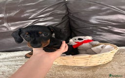Miniature Dachshund dogs for sale: (now reserved)KC true to type miniature dachshund  - Image 3