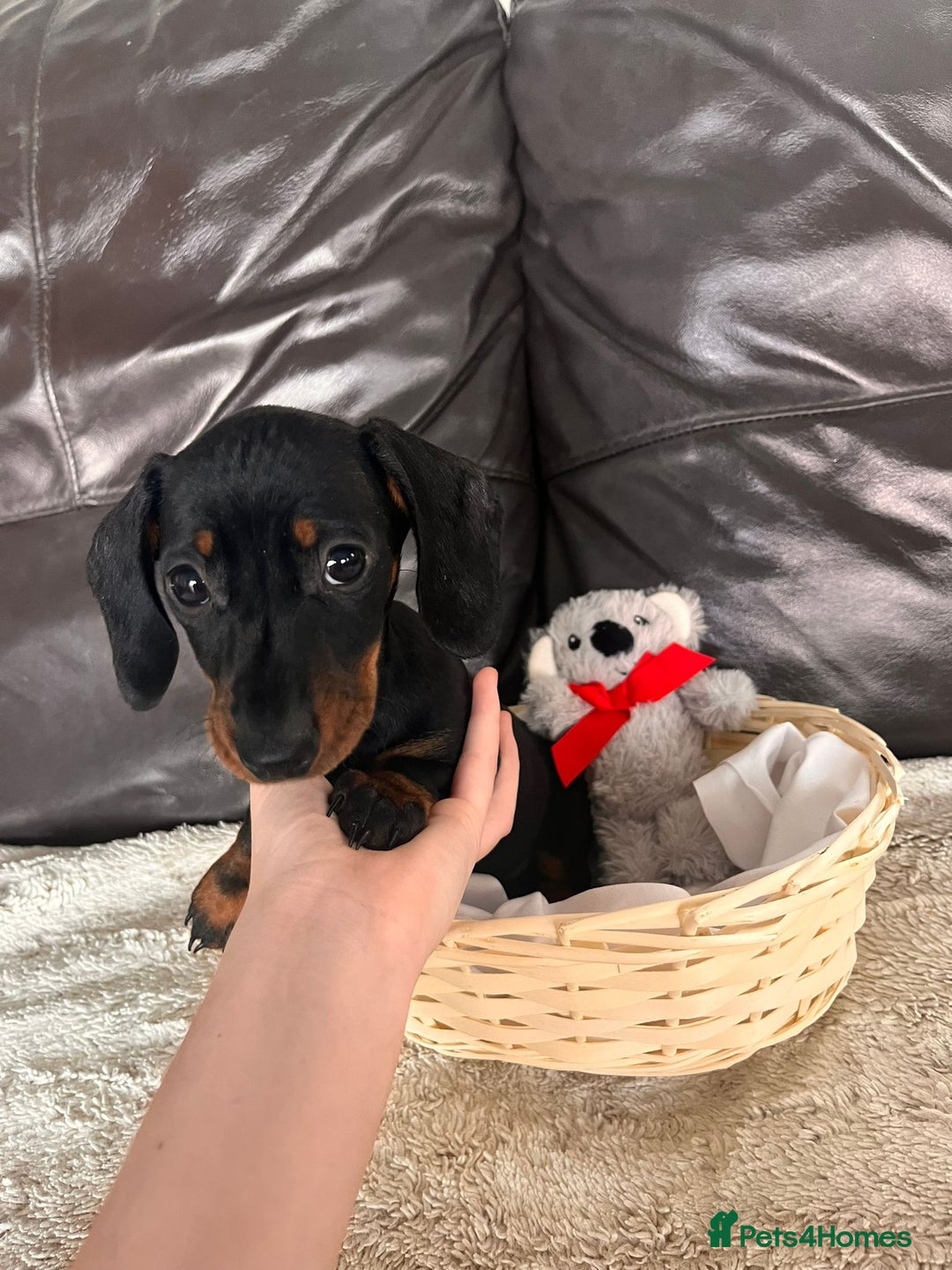 Miniature Dachshund dogs for sale: (now reserved)KC true to type miniature dachshund  - Image 3