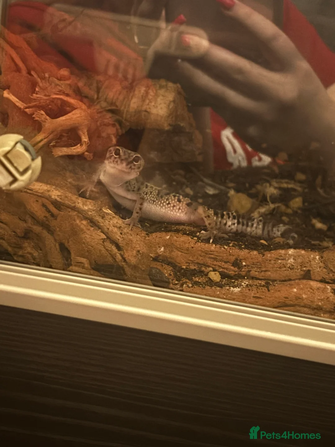 Leopard Gecko reptiles for sale: Male leopard gecko  - Advert 7