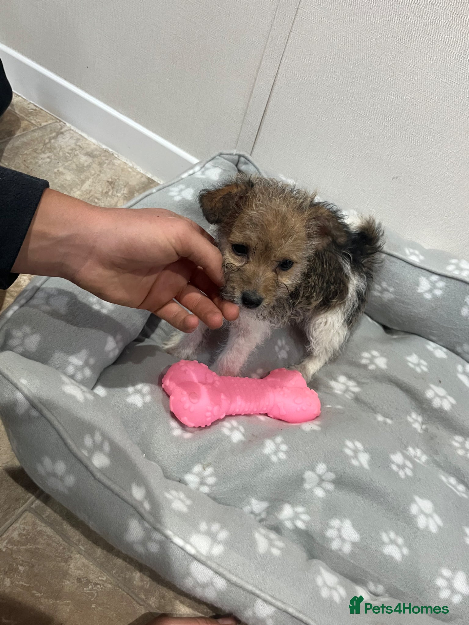 Jack Russell dogs for sale: Gorgeous tiny Jack Russell‘s in High Wycombe - Advert 2