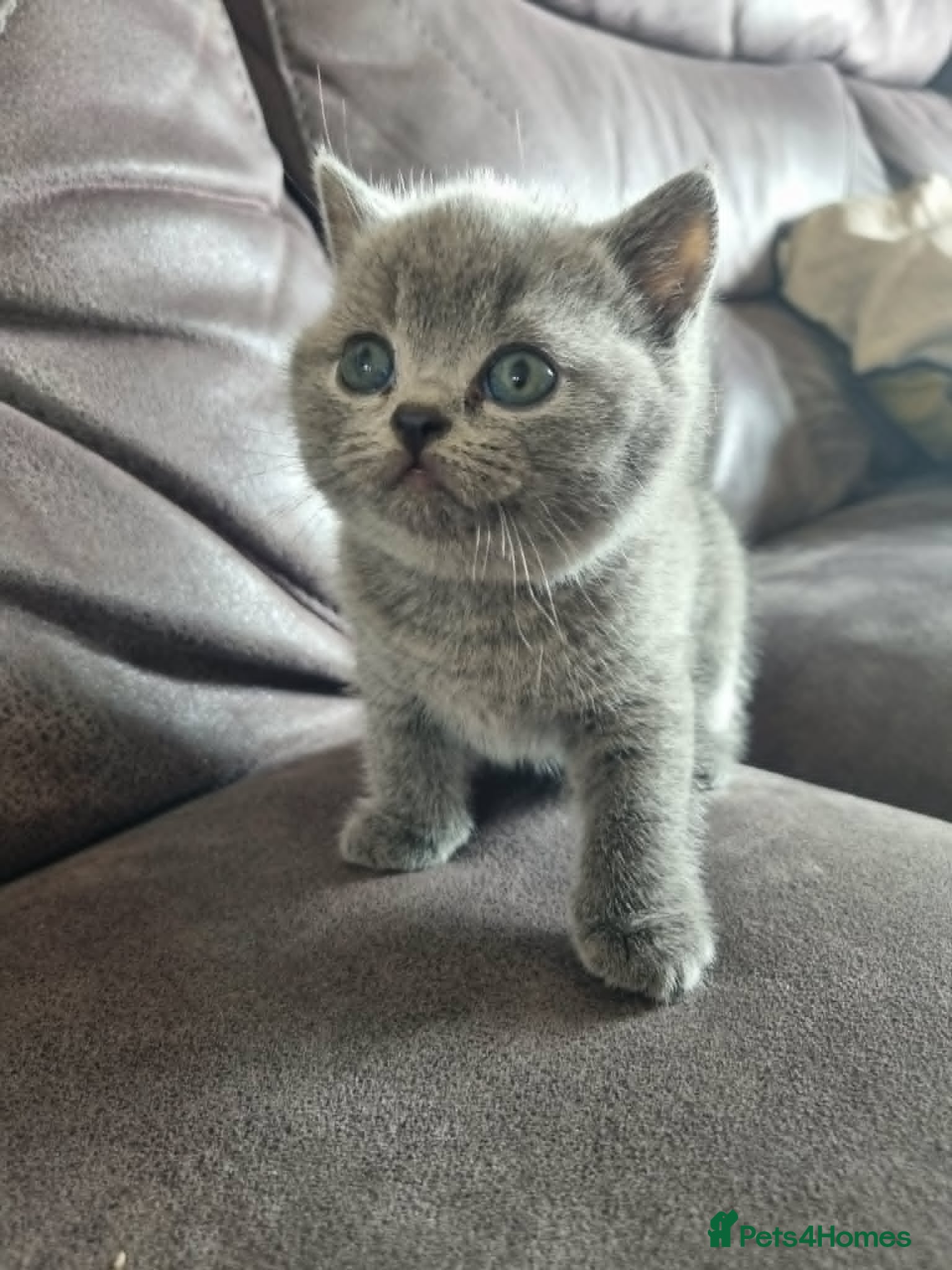 British Shorthair cats for sale: Stunning little girl - Advert 3