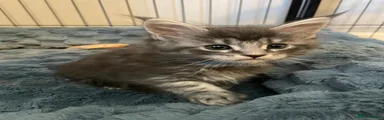Maine Coon 7