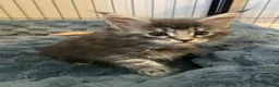 Maine Coon cats for sale: Gorgeous mainecoon kittens  in Hailsham - Advert 7