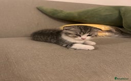 Scottish Fold cats for sale: Scottish fold and straights - Image 18