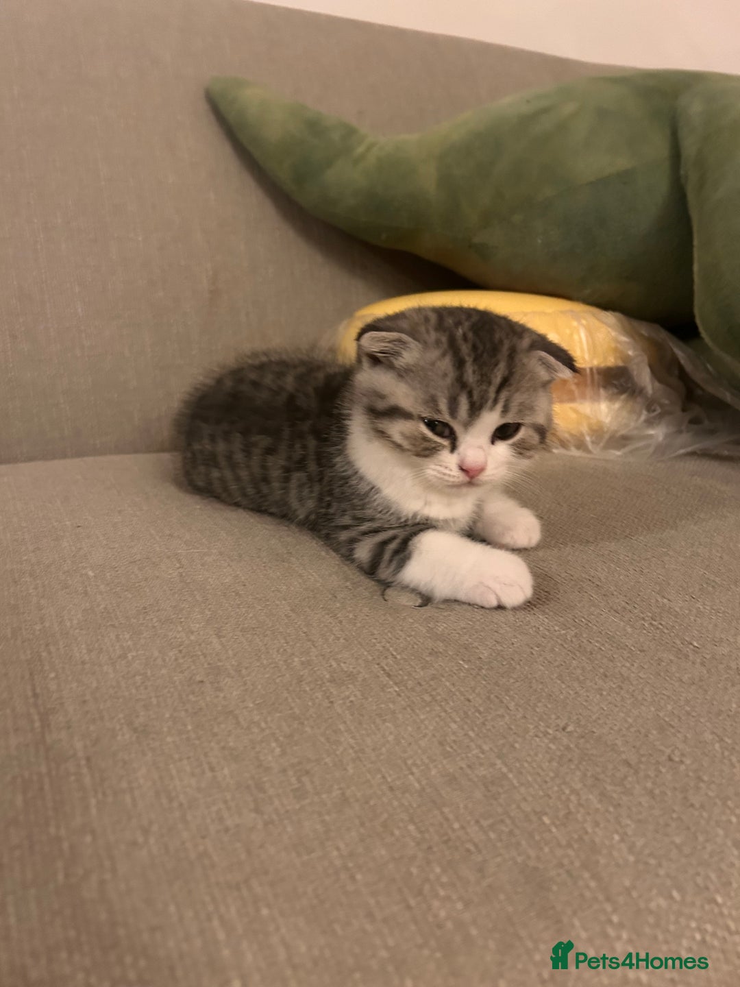 Scottish Fold cats for sale: Scottish fold and straights - Image 18