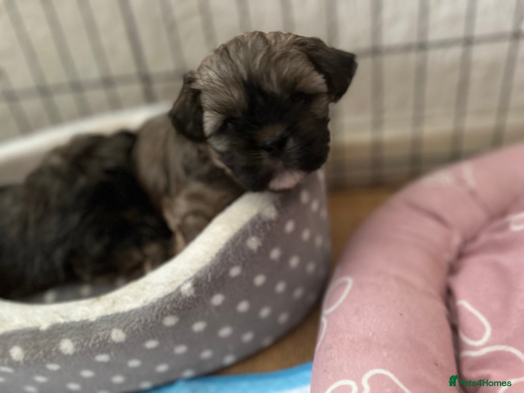 Shihpoo dogs for sale: Adorable Shihpoo Puppies - Image 13