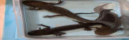 Axolotl reptiles for sale: 3 females hypo axolotl babies - Advert 4