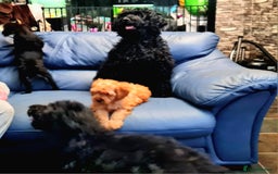 Cockapoo dogs for sale: READY TO LEAVE 4TH OF DECEMBER - Advert 10