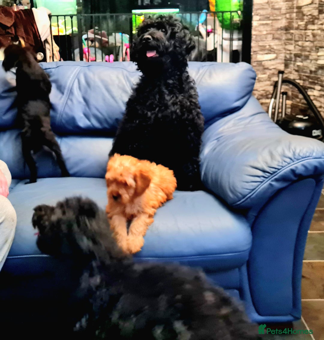 Cockapoo dogs for sale: READY TO LEAVE 4TH OF DECEMBER - Advert 10