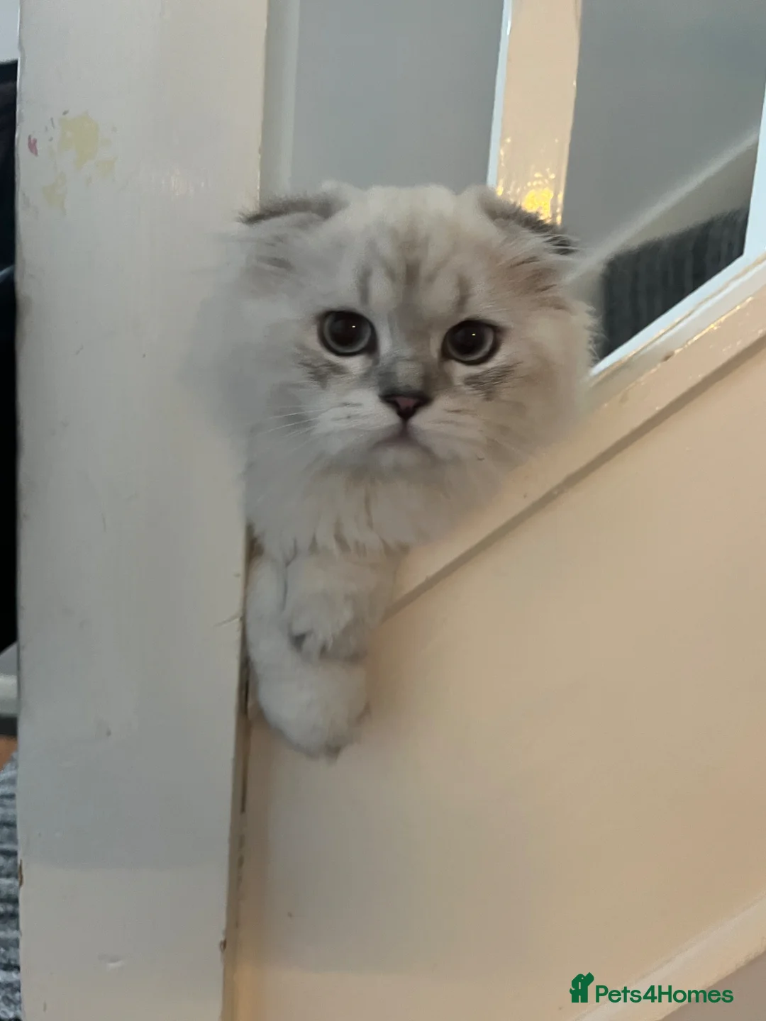 Scottish Fold cats for sale: Scottish Fold Pedigree Male kitten in Horsham - Advert 1