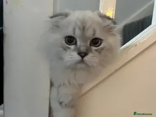 Scottish Fold cats Scottish Fold Pedigree Male kitten - Advert 1