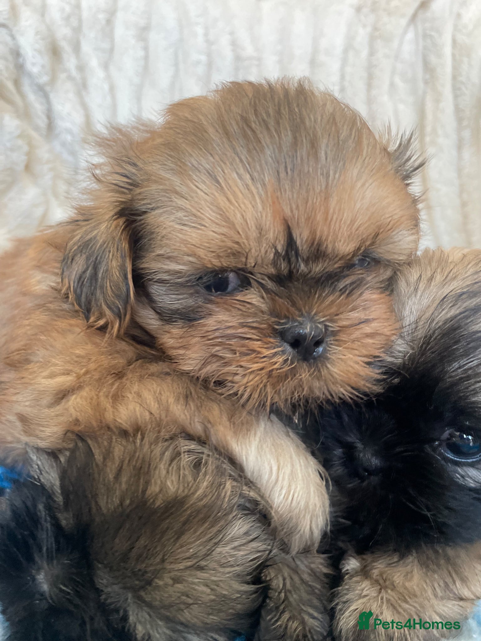Shih Tzu dogs KC reg standard shihtzu - Advert 2