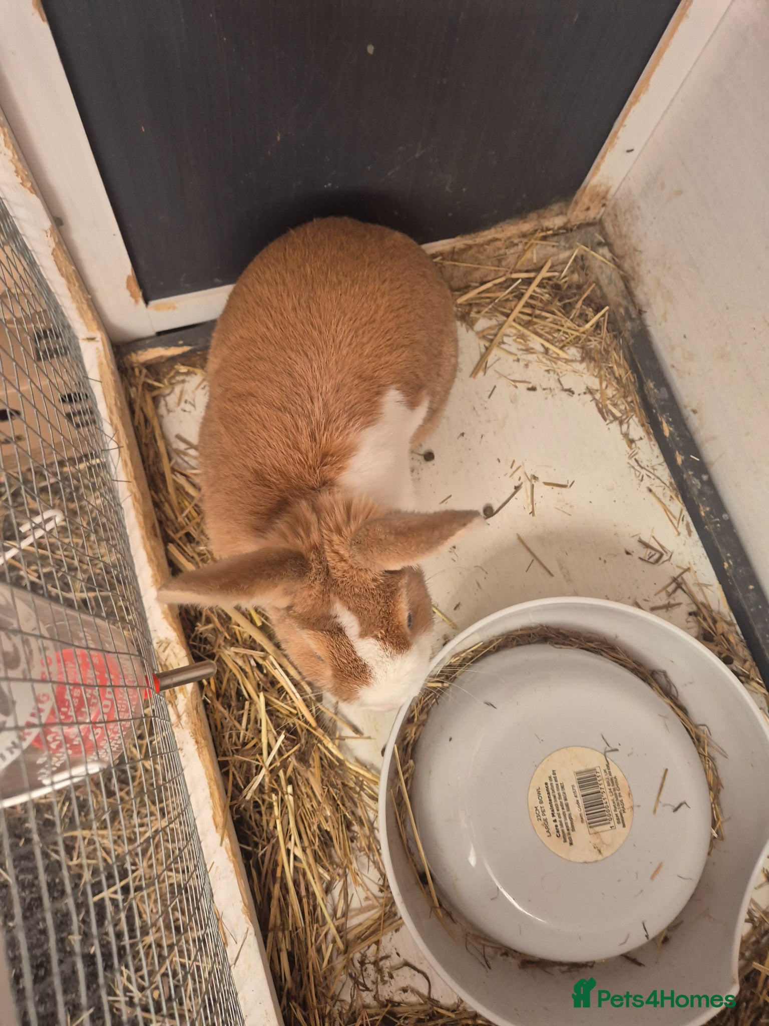 Mini Lion Lop rabbits Female rabbit - Advert 12