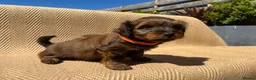 Mixed Breed dogs for sale: Havatoodle Pups - Advert 18