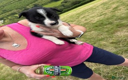 Border Collie dogs for sale: Mid Wales border collie pups  - Image 7