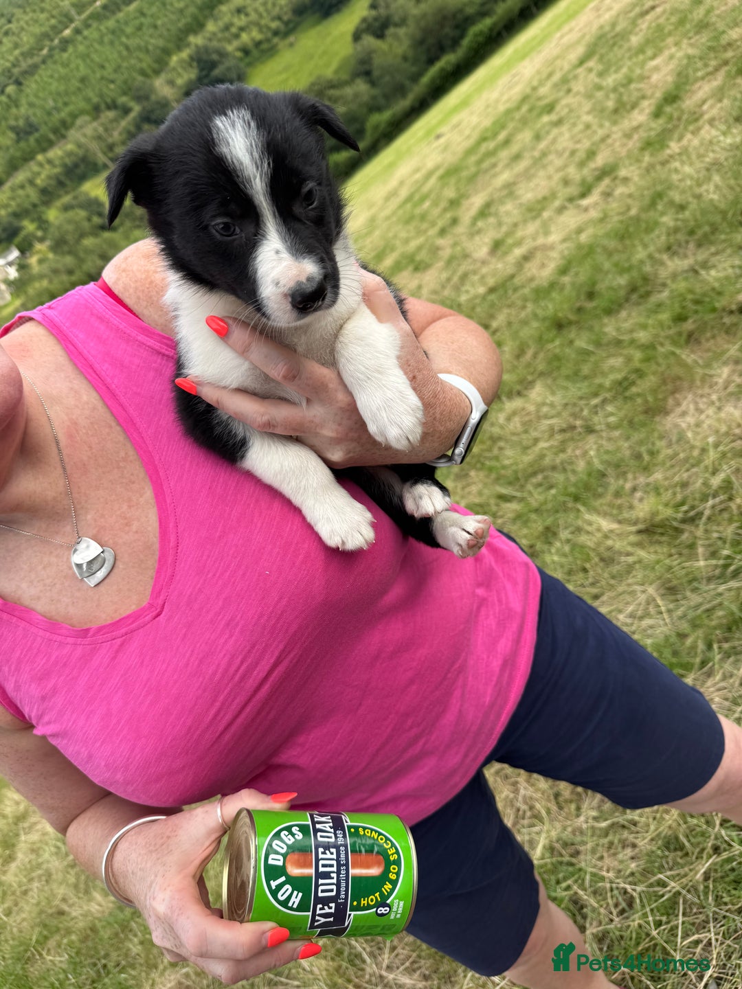 Border Collie dogs for sale: Mid Wales border collie pups  - Image 7