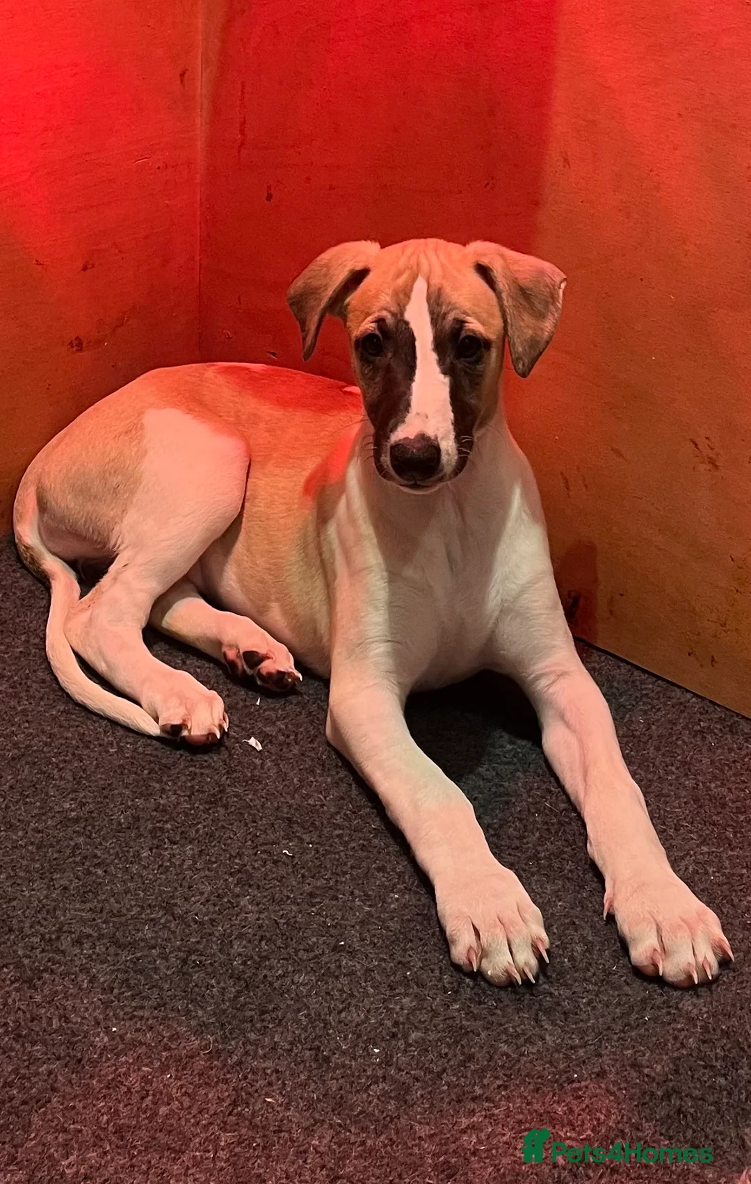 Whippet dogs for sale: KC REGISTERED Whippet puppies for Sale - Advert 2