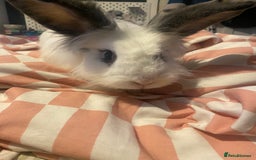 Mixed Breed rabbits for sale: 8 month old rabbits need rehoming ASAP - Image 6