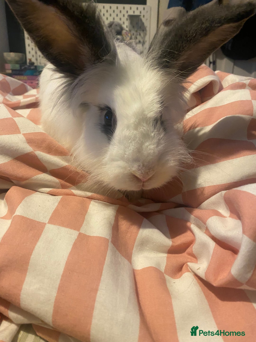 Mixed Breed rabbits for sale: 8 month old rabbits need rehoming ASAP - Image 6