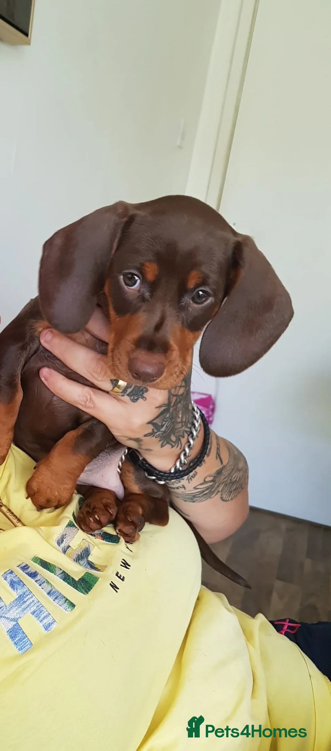 Dachshund dogs for sale: Stunning female dashound  in Wakefield - Advert 2