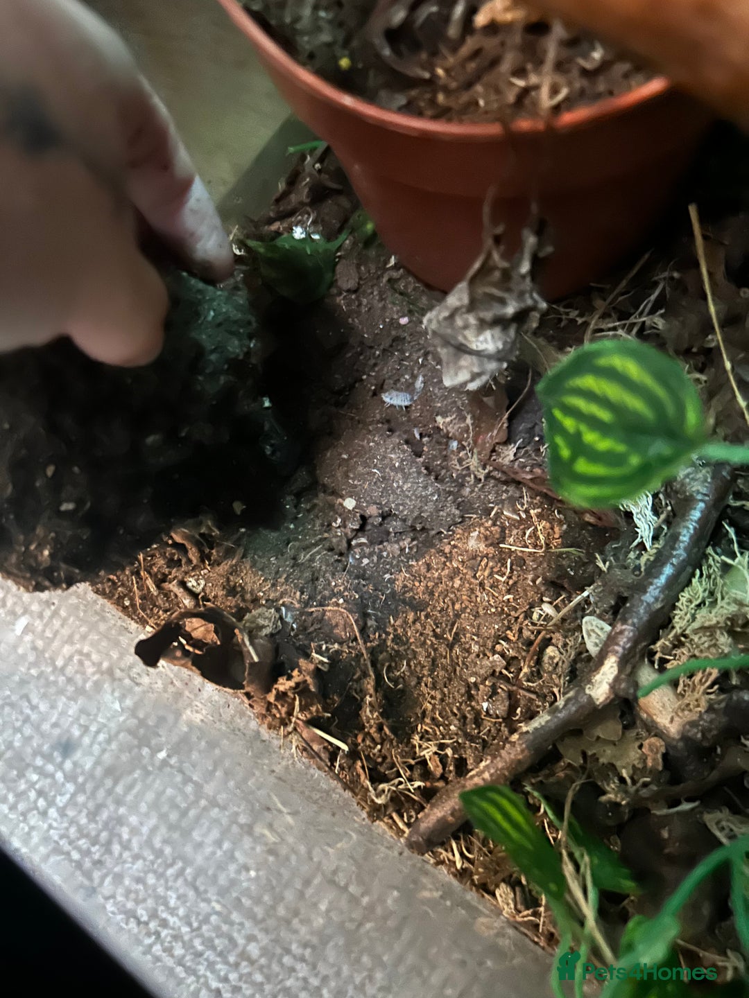 Gecko reptiles for sale: Crested gecko with massive paludarium - Image 7