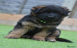 German Shepherd dogs for sale: Long Coat, Health tested, DM clear, GSD pups - Image 13