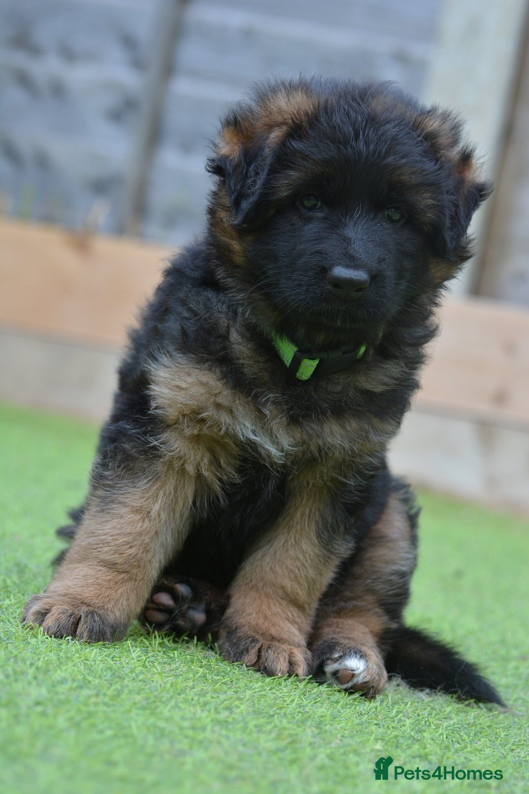 German Shepherd dogs for sale: Long Coat, Health tested, DM clear, GSD pups - Image 13