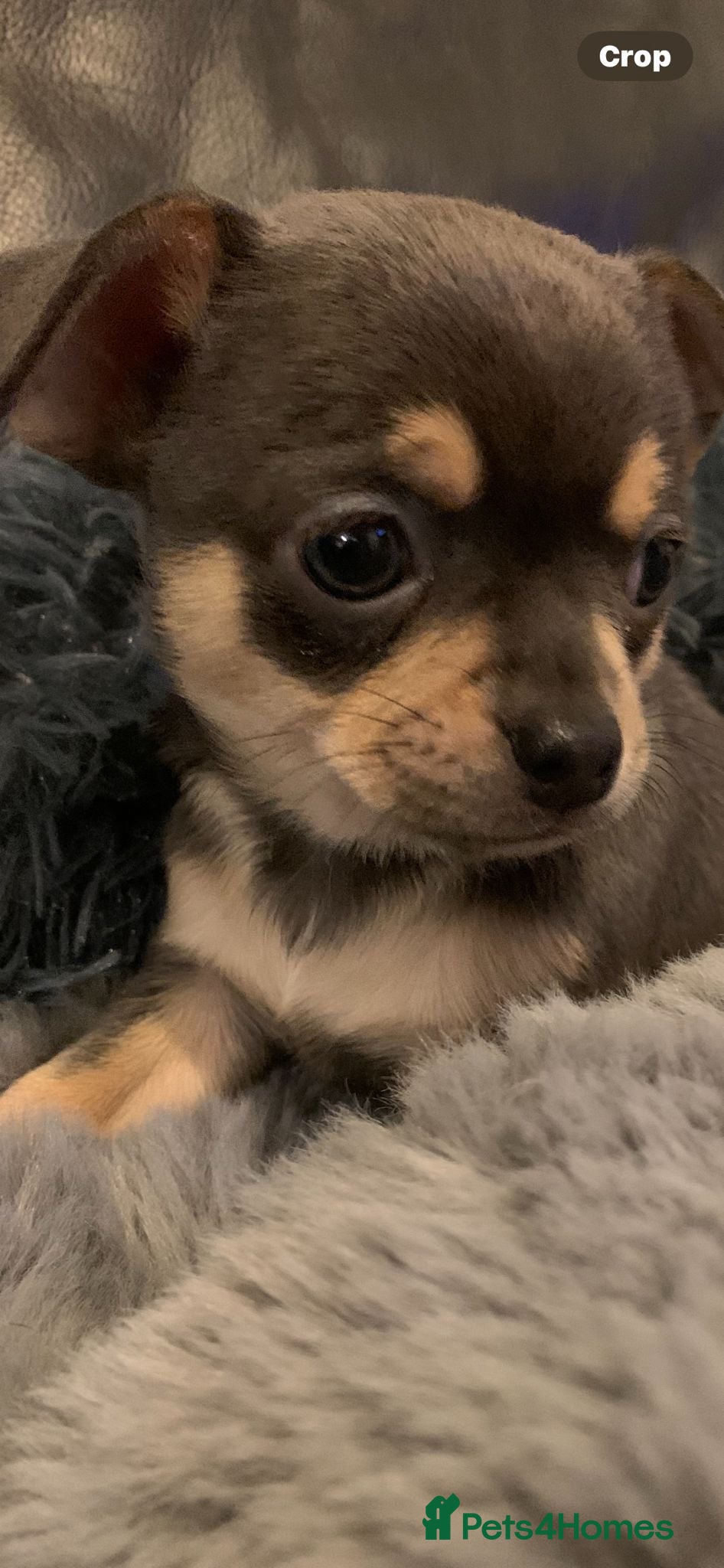 Chihuahua dogs Beautiful blue  & black   tri chihuahua puppies  - Advert 2