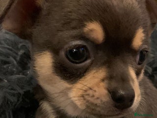 Chihuahua dogs Beautiful blue & black tri chihuahua puppies - Advert 2