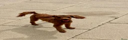 Toy Poodle dogs for sale: Male Toy Poodle  - Advert 5