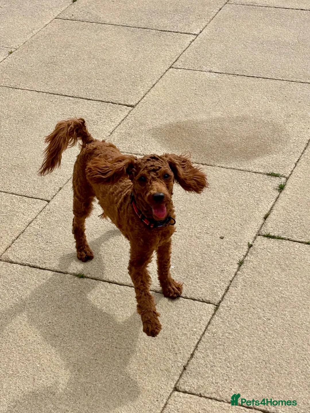 Toy Poodle dogs for sale: Male Toy Poodle  - Advert 5