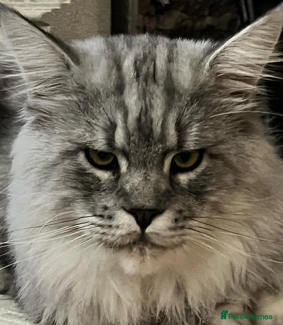Maine Coon cats for stud: TICA champion and ICWW Maine Coon stud available  in Brighouse - Advert 17