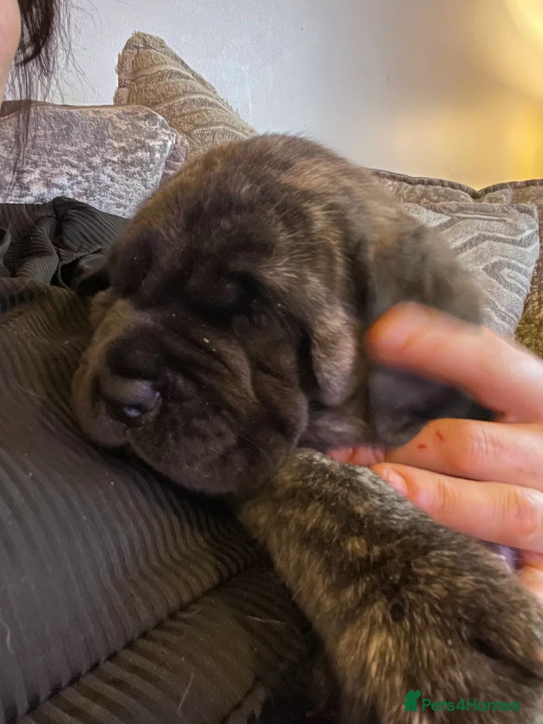 Mastiff dogs for sale: Outstanding English Mastiff - Advert 11