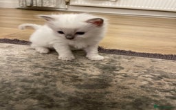Ragdoll cats for sale: Rag doll kittens  - Image 19