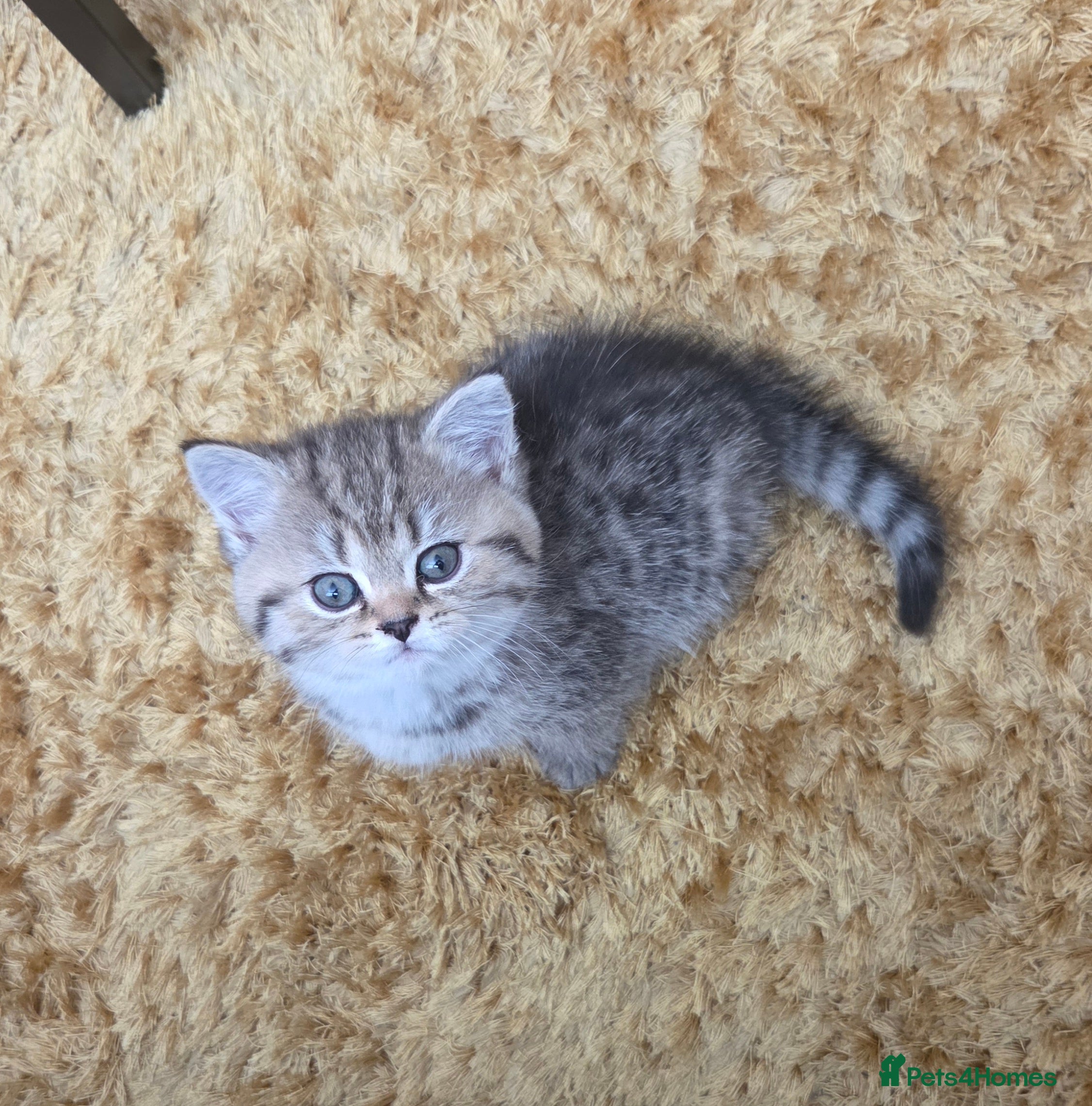 Scottish Fold cats Adorable Scottish Fold and Straight kittens 💙💜  - Advert 2