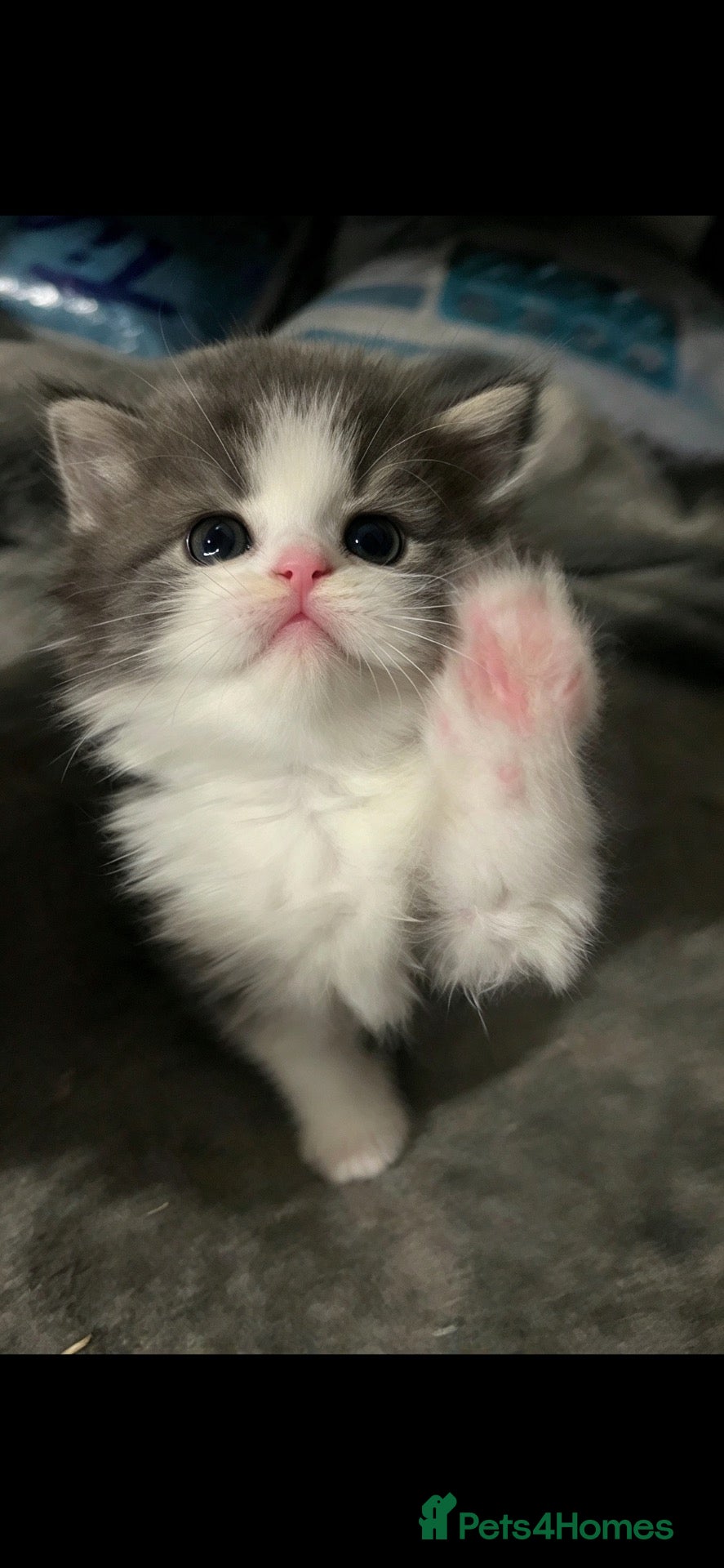 Persian cats Stunning pure Persian babies - Advert 2