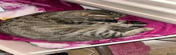 Mixed Breed cats for sale: Kittens  - Advert 1